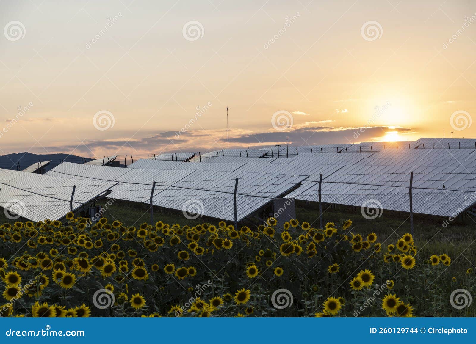 Solar Panels on a Sunflower Field Stock Photo Image of ecosystem