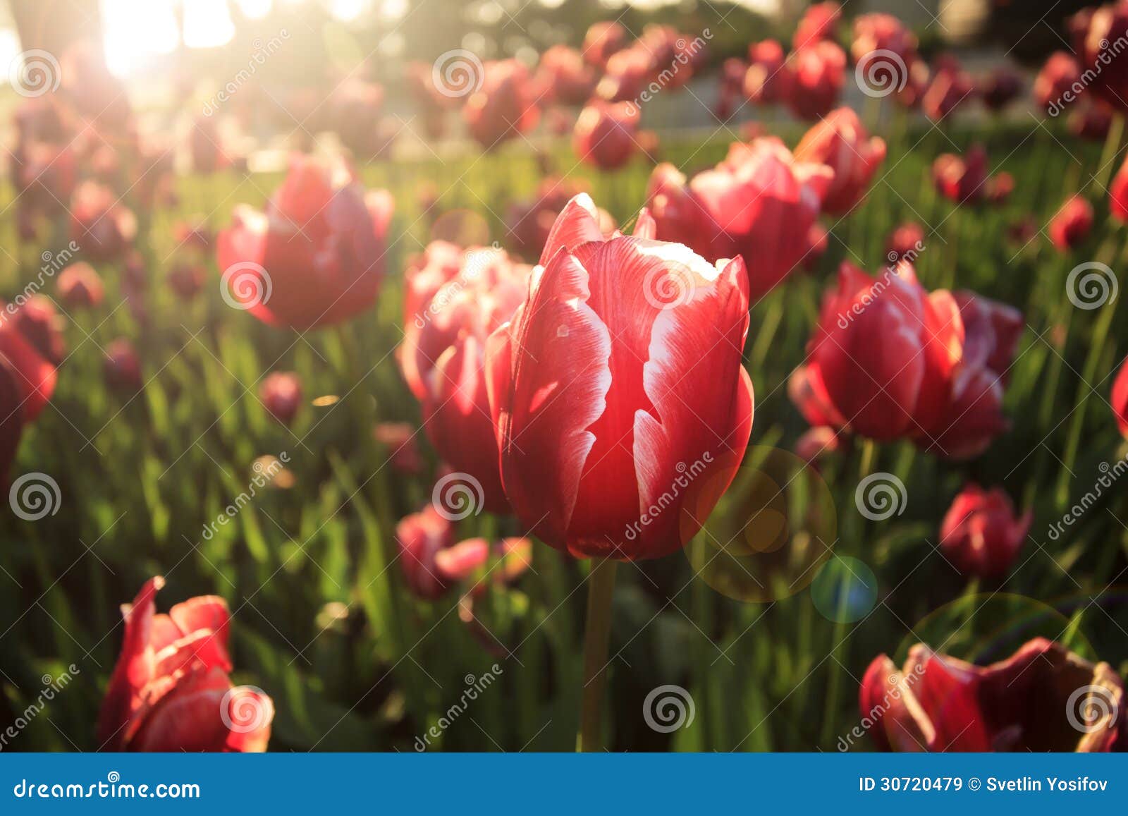 solar tulips.