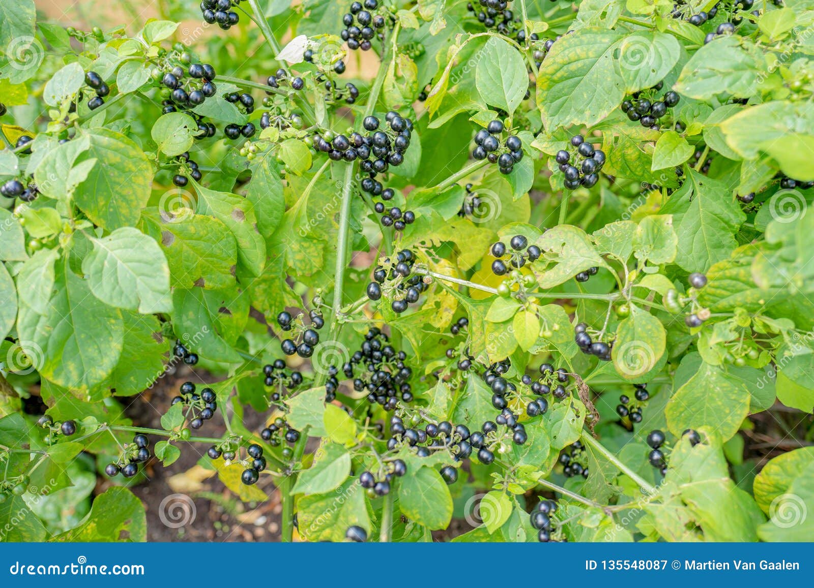 solarum scabrum bush plants in close-up.