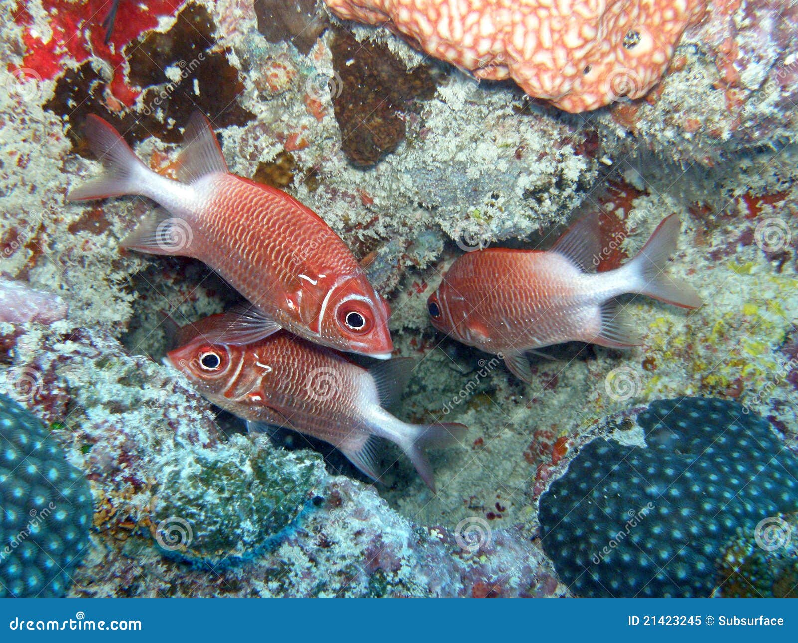Soldat Fische Seychellen Stockbild Bild Von Ozean Pfau