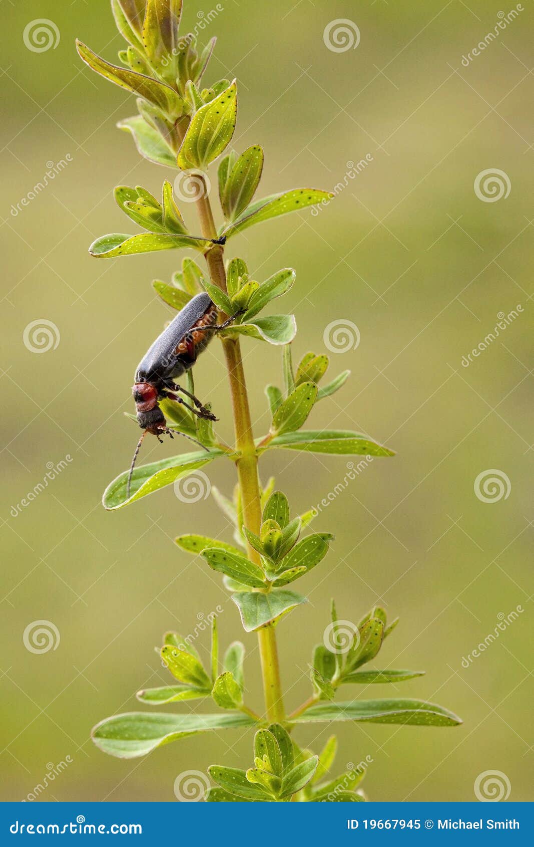Soldier beetle stock image. Image of beetle, foliage 19667945