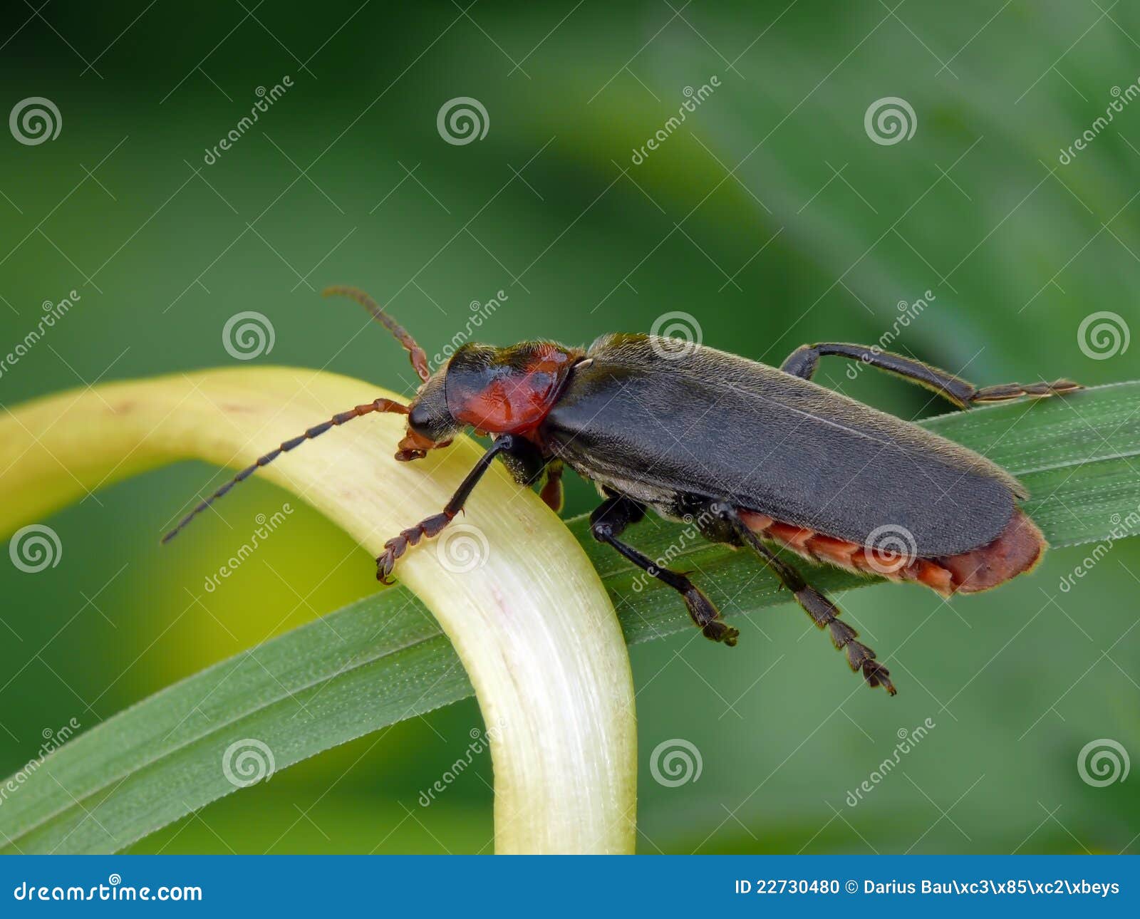 Soldier beetle stock photo. Image of black, antenna, fauna 22730480