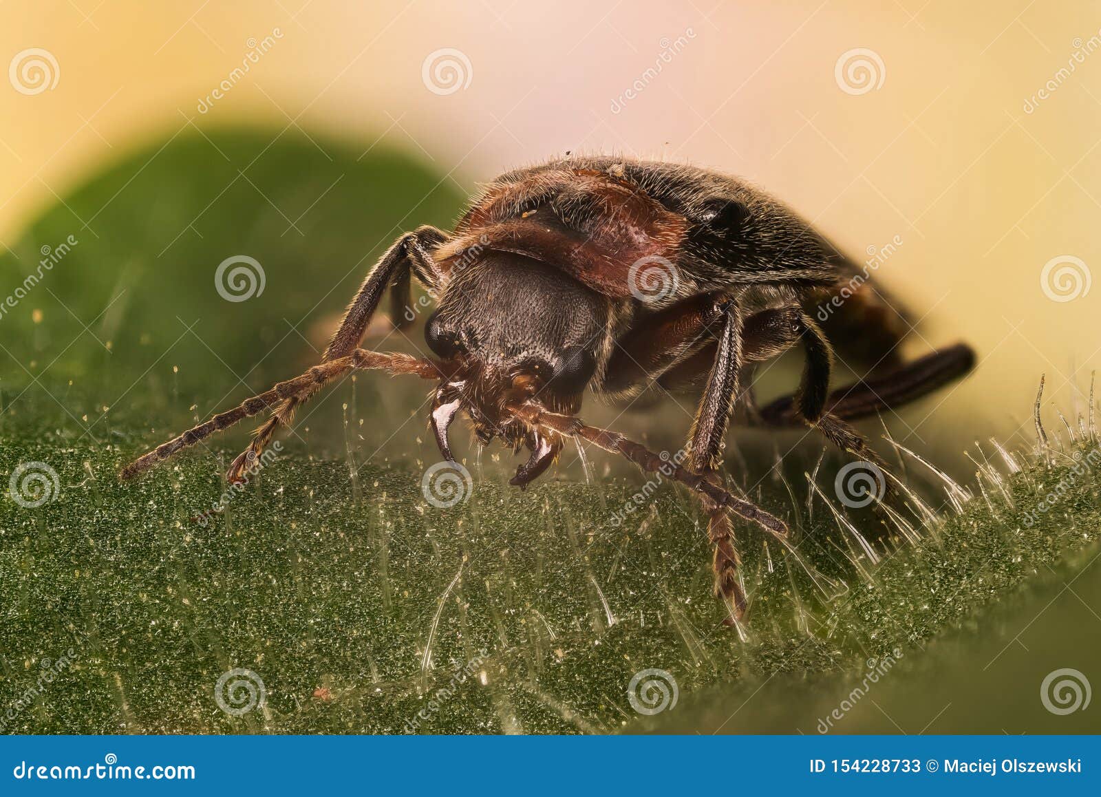 Soldier Beetle, Beetle, Cantharidae Stock Image Image of biology