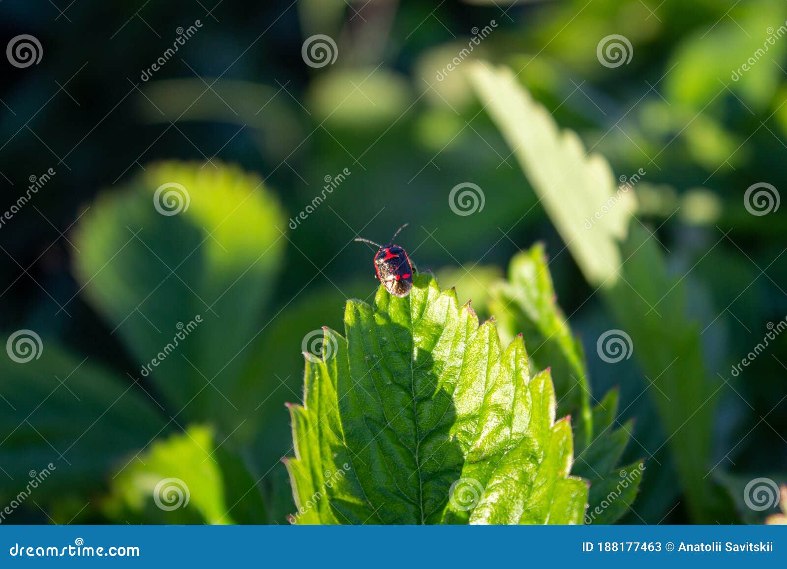 Soldier Beetle Climbing a Leaf. Soldier Beetle Tiny Black Beetle with