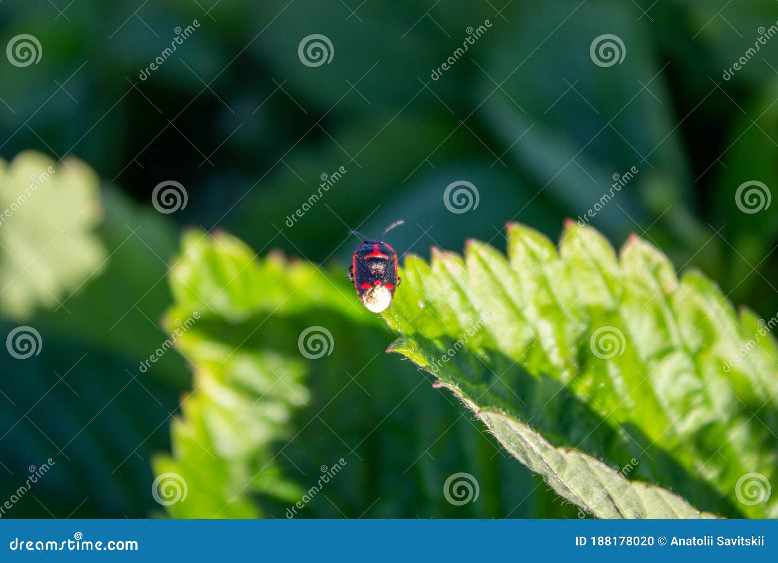 Soldier Beetle Climbing a Leaf. Soldier Beetle Tiny Black Beetle with