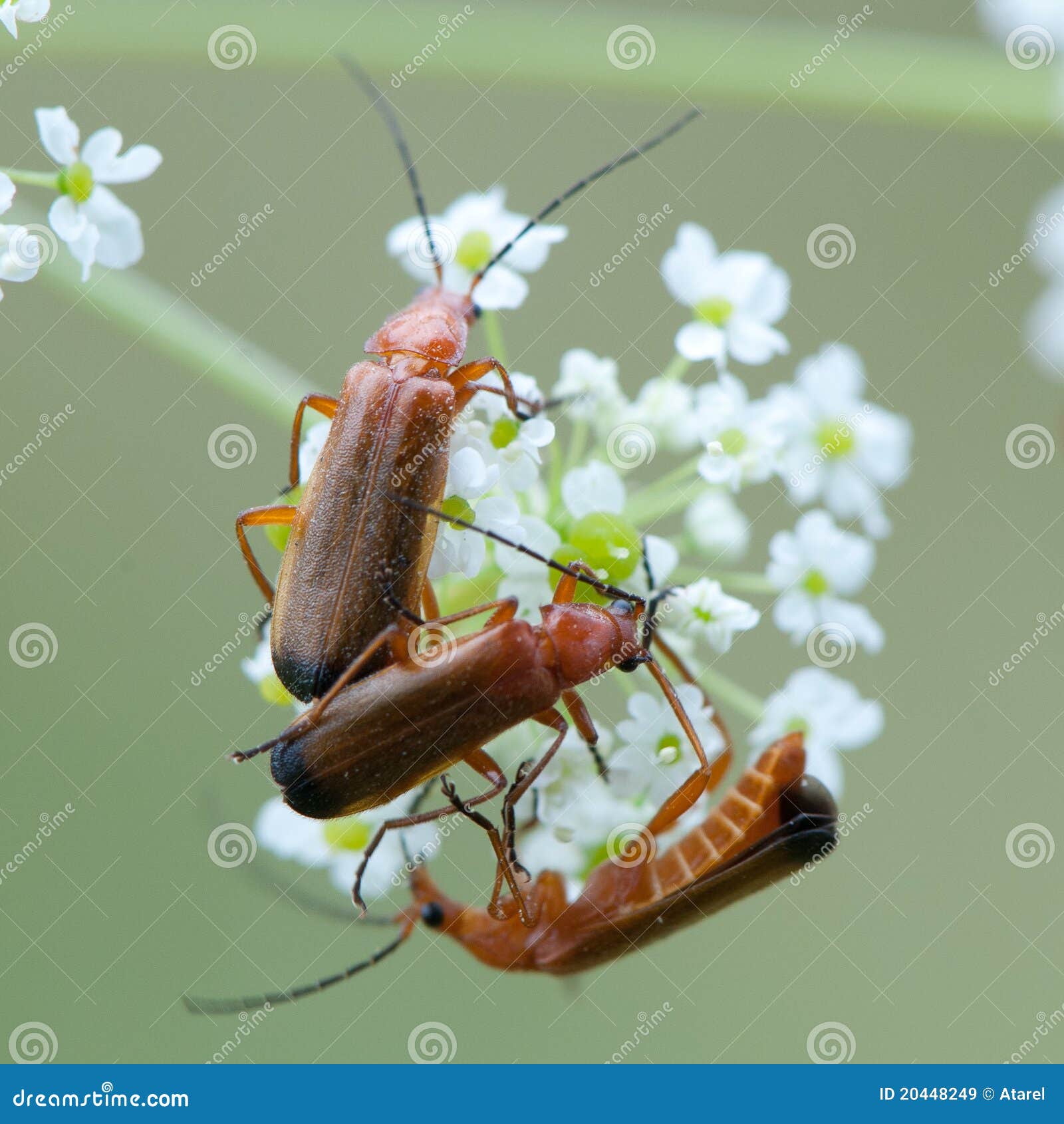 Soldier Beetles stock image. Image of macro, beetle, beetles 20448249