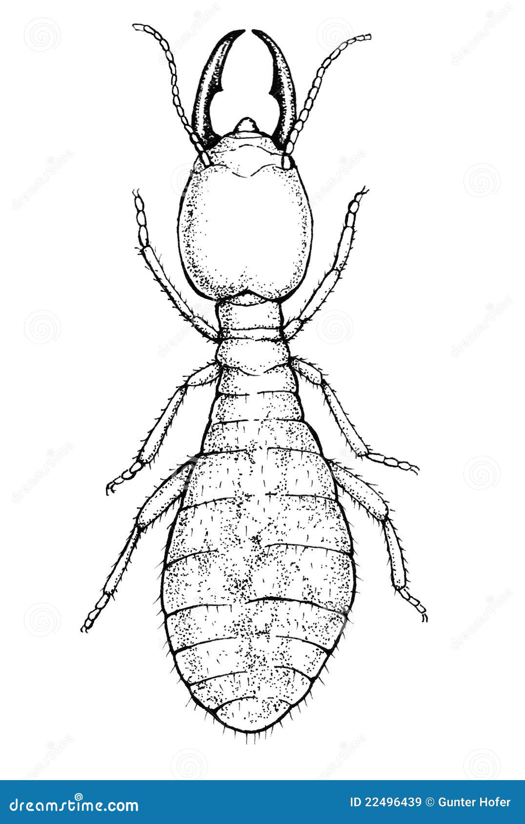 Soldier Termite Illustration Stock Illustration Illustration of legs