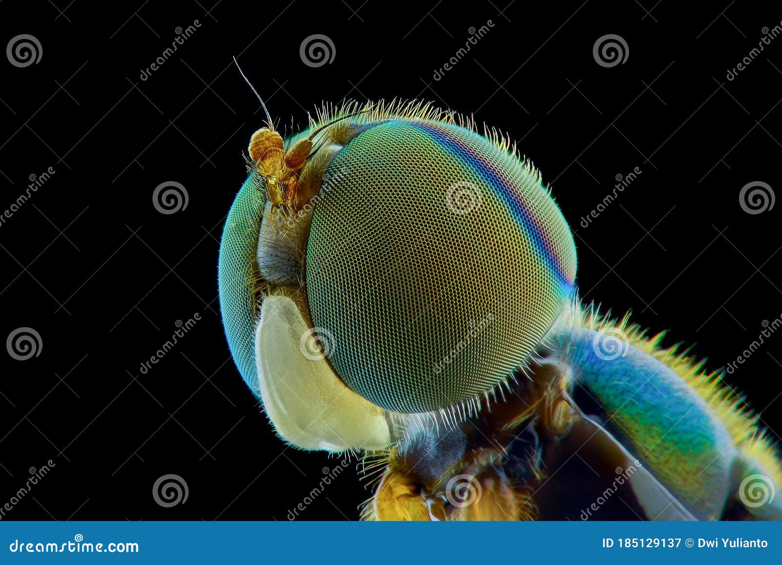 soldierflies extreme closeup macro photograpy