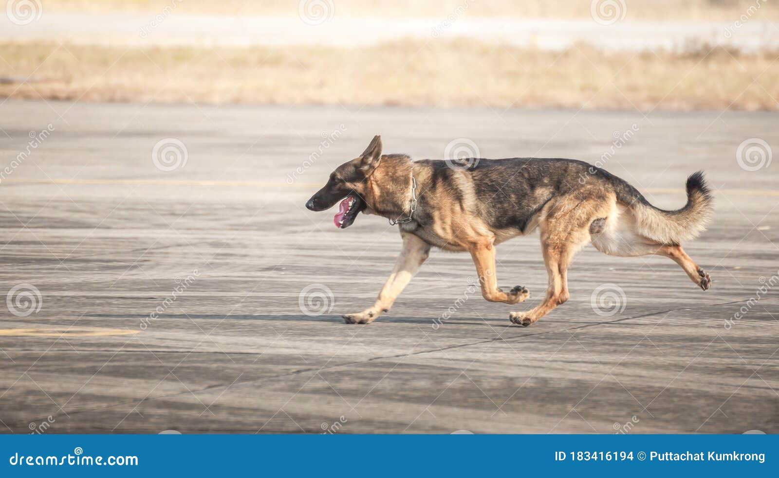 soldiers from the  k-9 unit demonstrations to attack the enemy , the green lawns. learn the human language