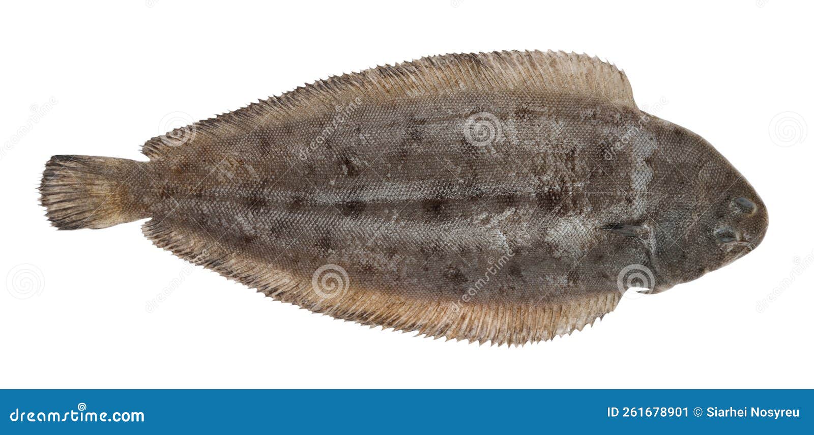 Sole Fish Isolated on White Background, Solea Solea Stock Image Image
