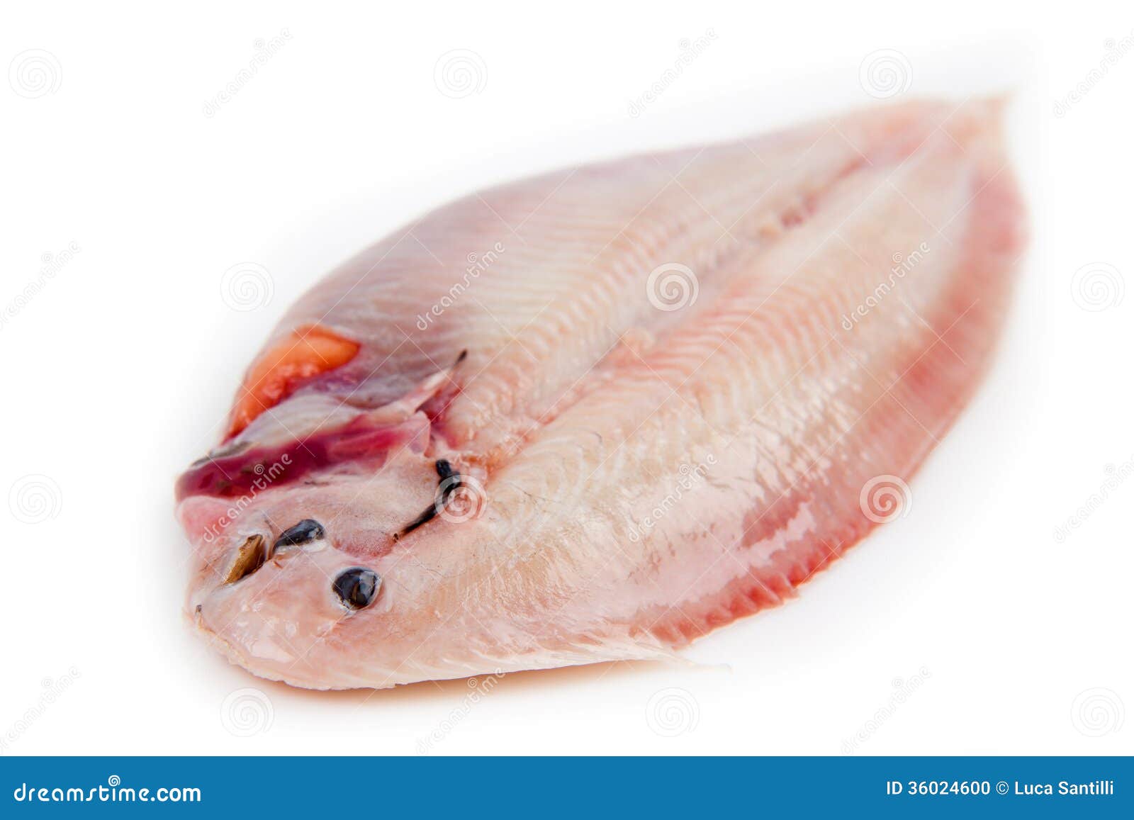 Sole fish ready to cook stock photo. Image of background 36024600
