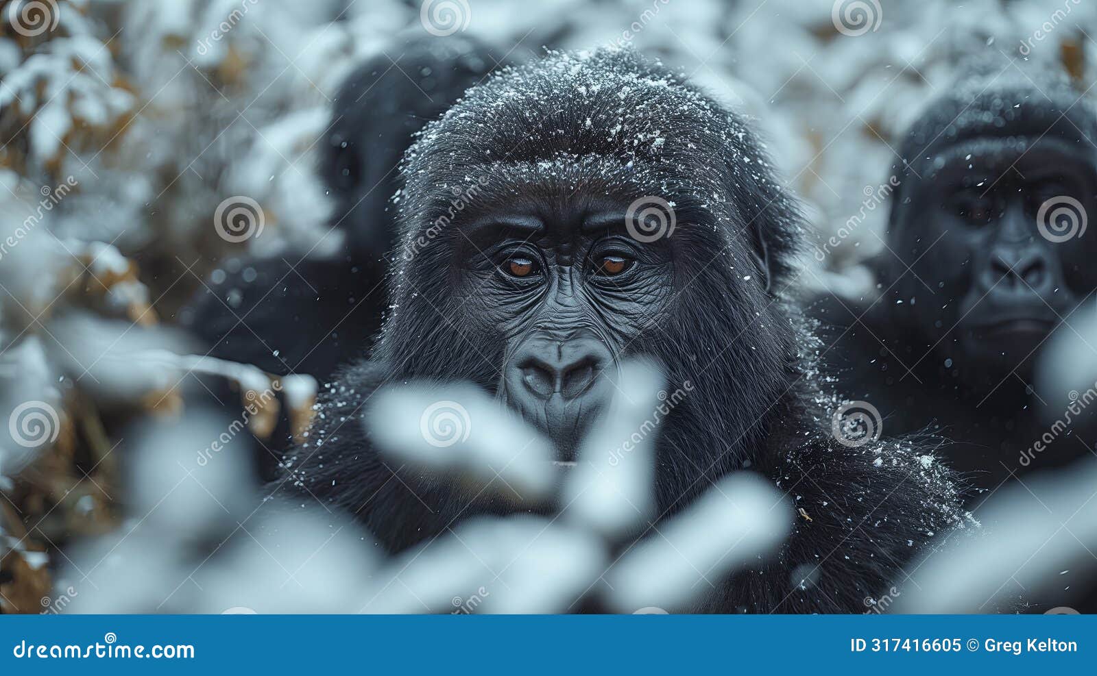 solemn gorillas in snowy habitat - a poignant glimpse into the lives of endangered primates