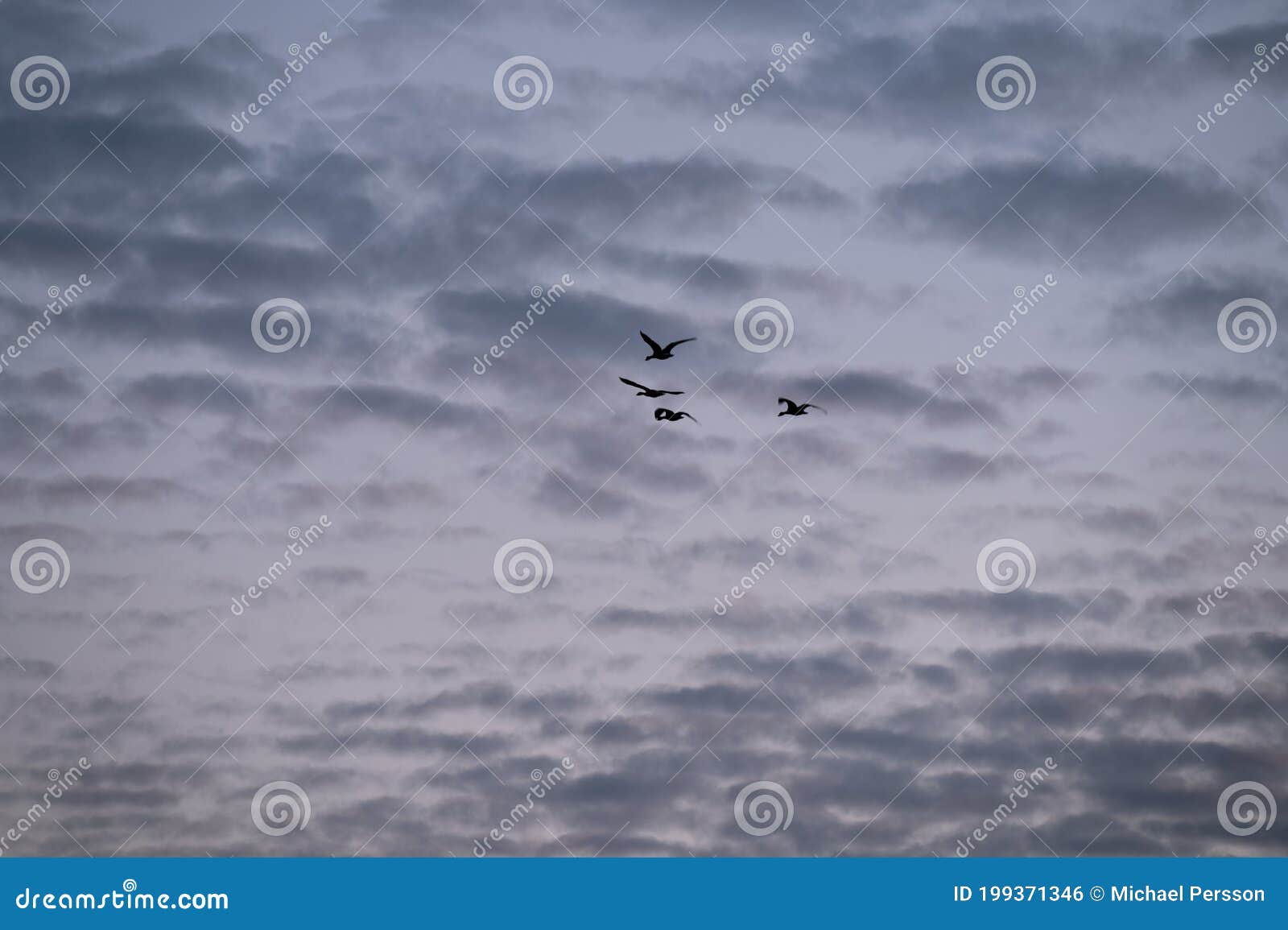 Solhouette of Four Geese Flying in the Cloudy Night Sky Stock Photo