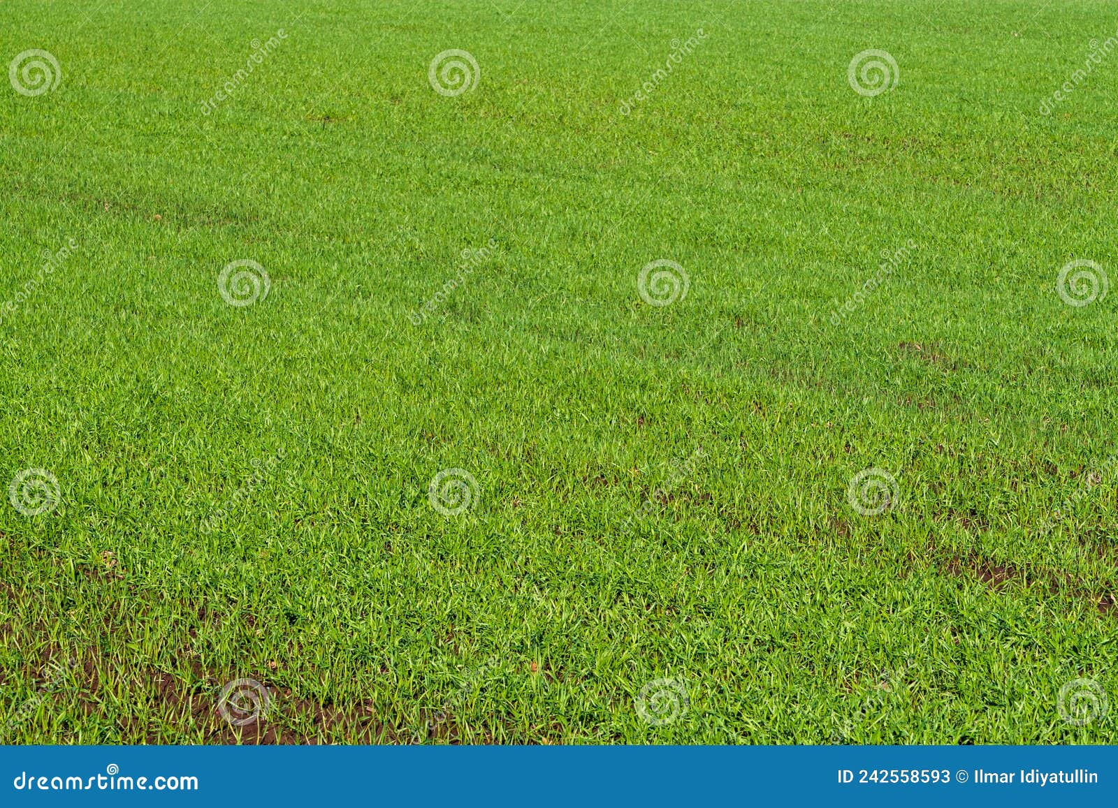 Solid Green Background of Seedlings of Winter Cereal Crops Stock Image