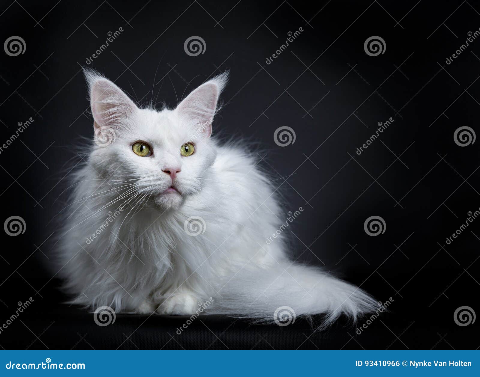 Solid White Maine Coon Cat Laying On Black Background Stock Photo Image Of Background Coon 93410966