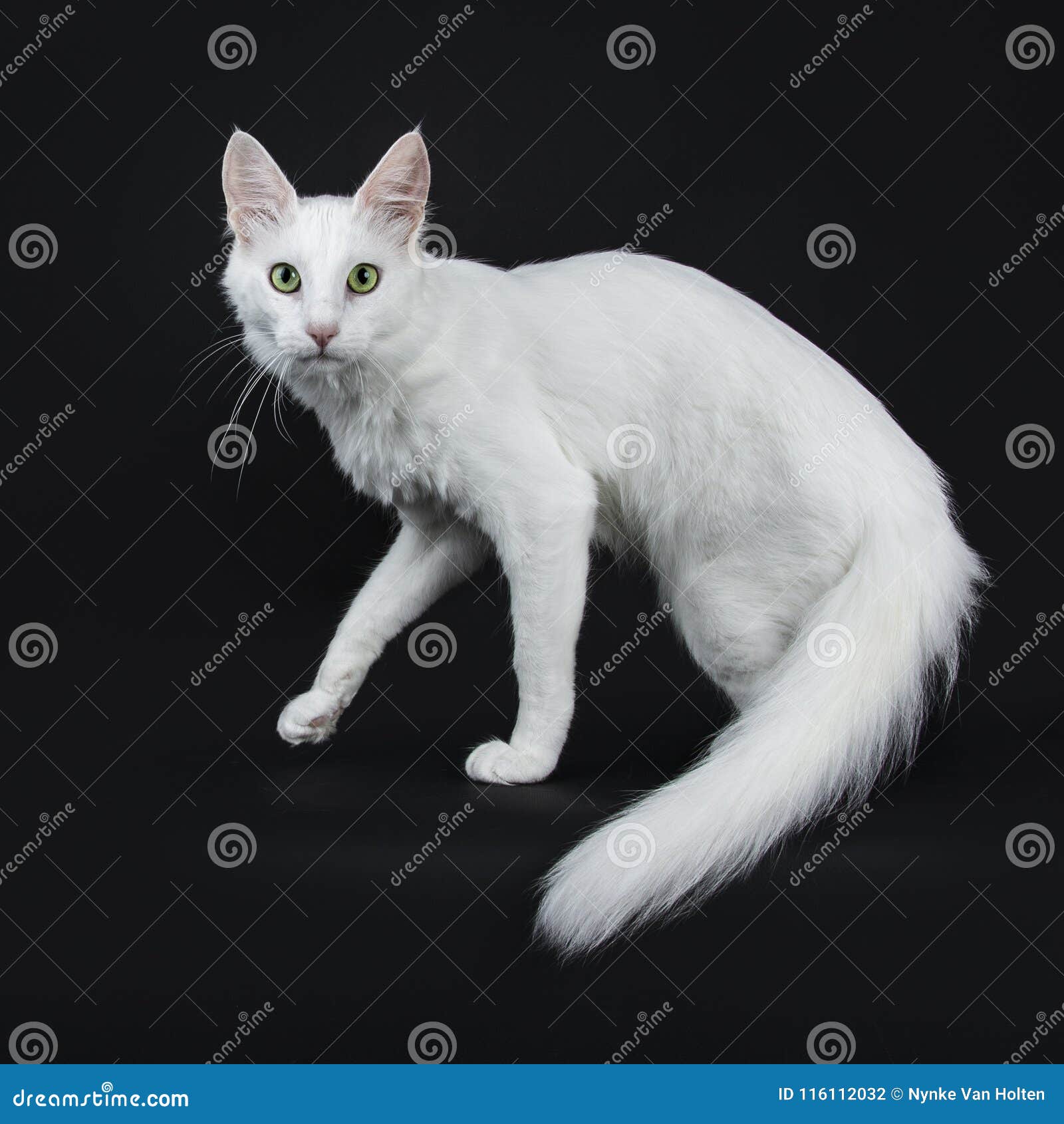 solid white turkish angora cat with green eyes walking side ways  on black background looking straight in camera with tail