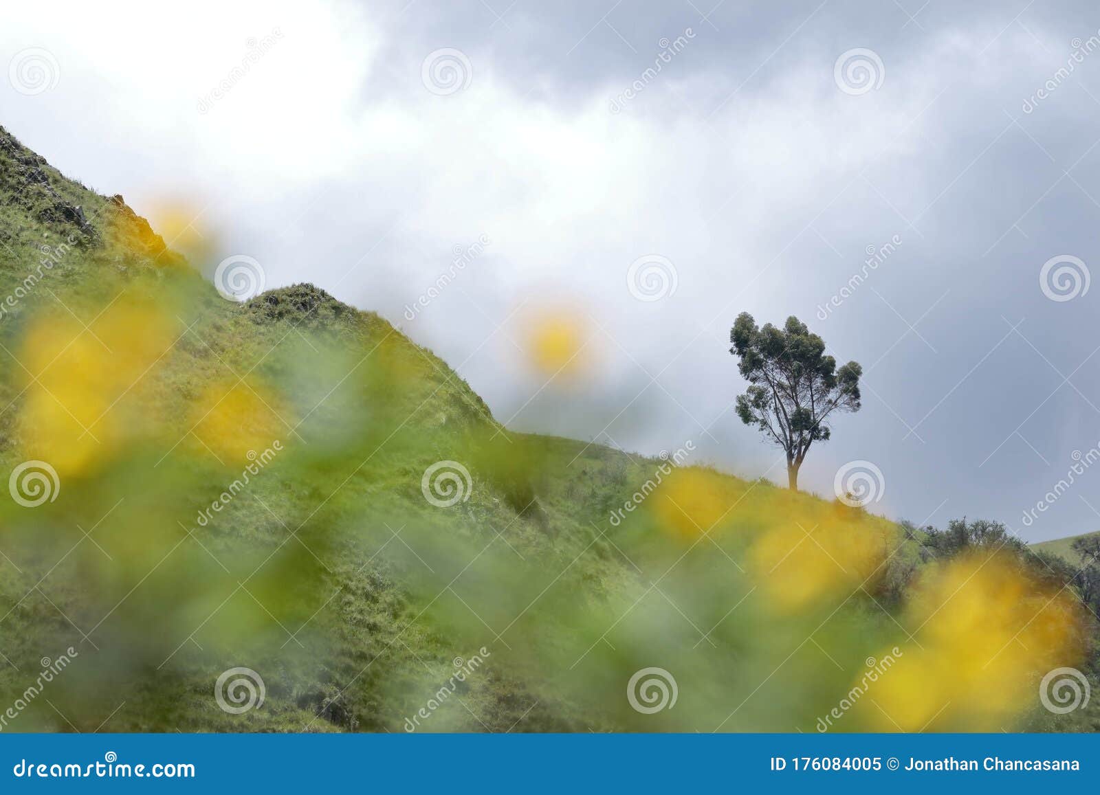 solitario arbol en la sierra