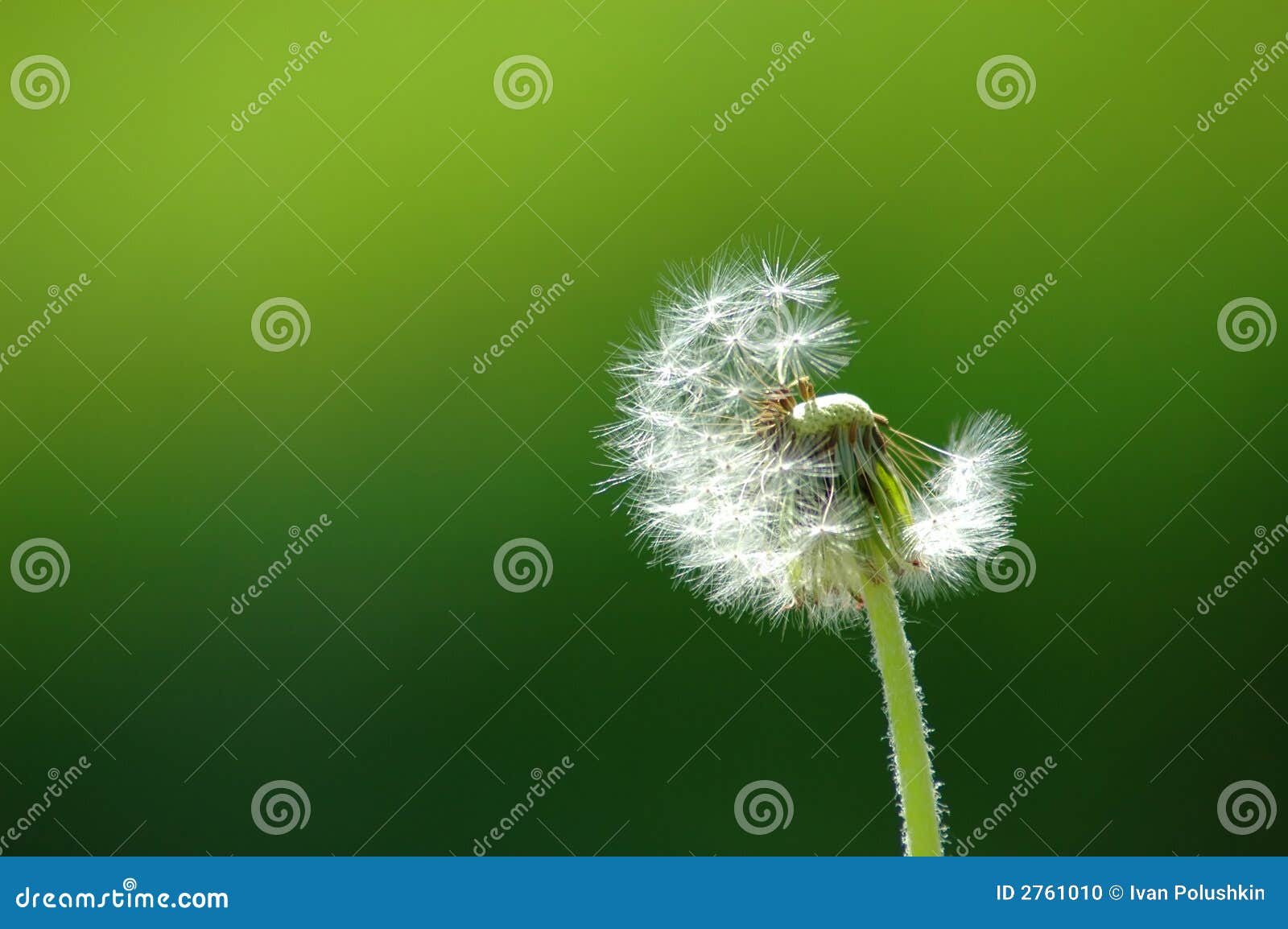 solitary dandelion