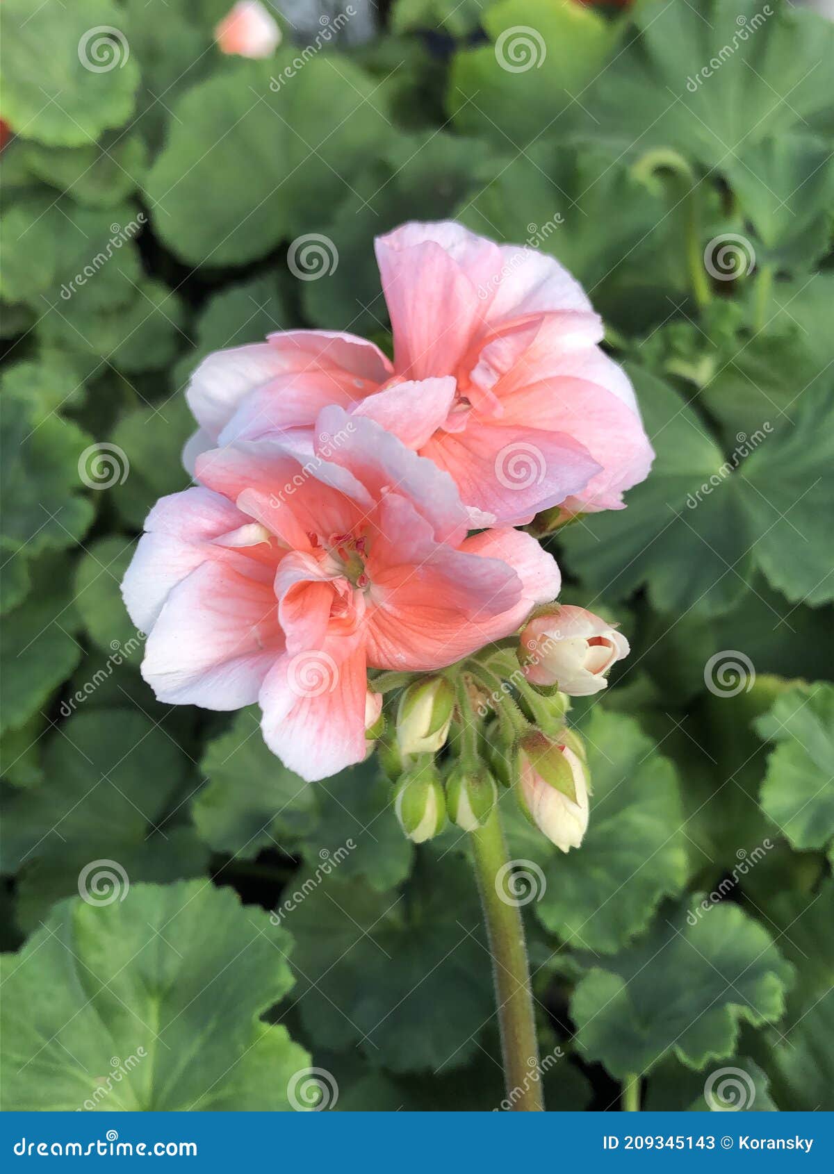 solitary light salmon colored geranium