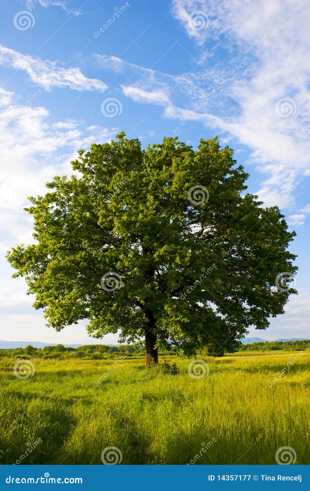 solitary oak tree