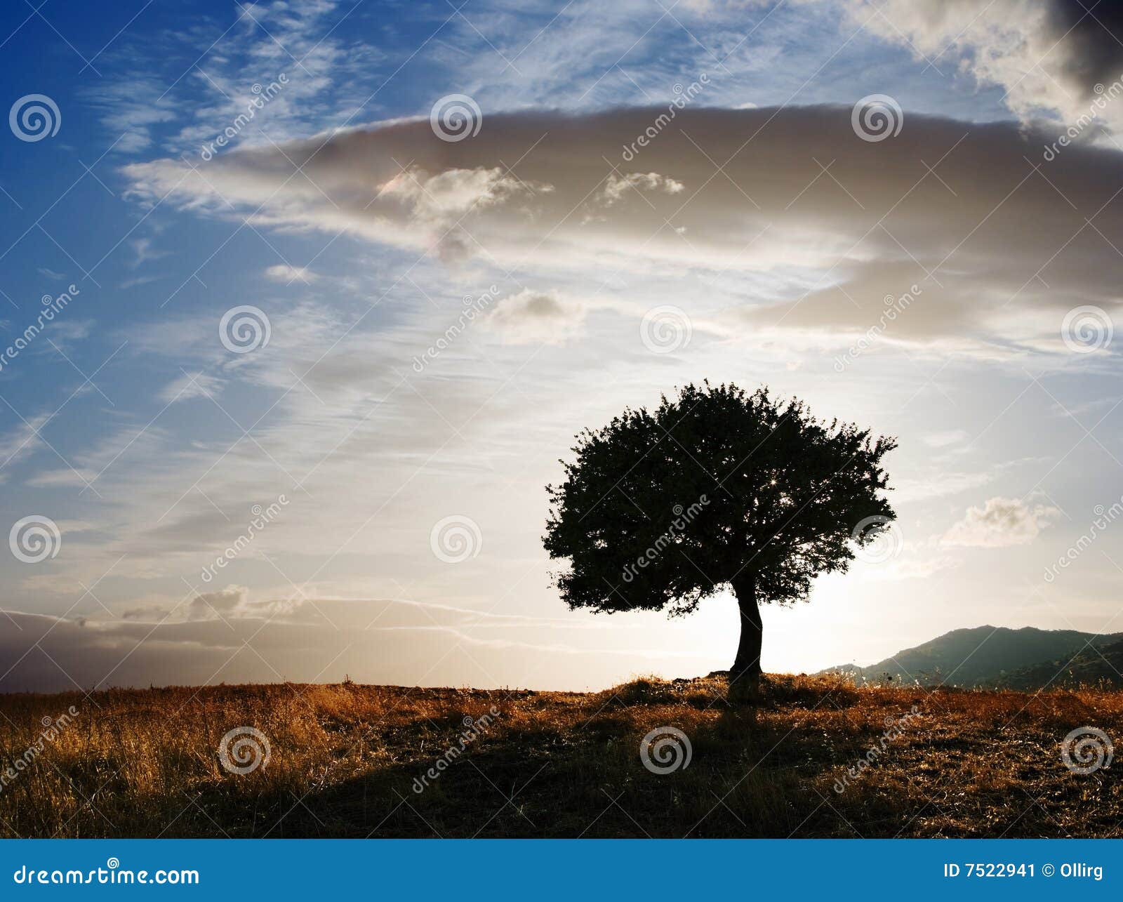 solitary oak tree