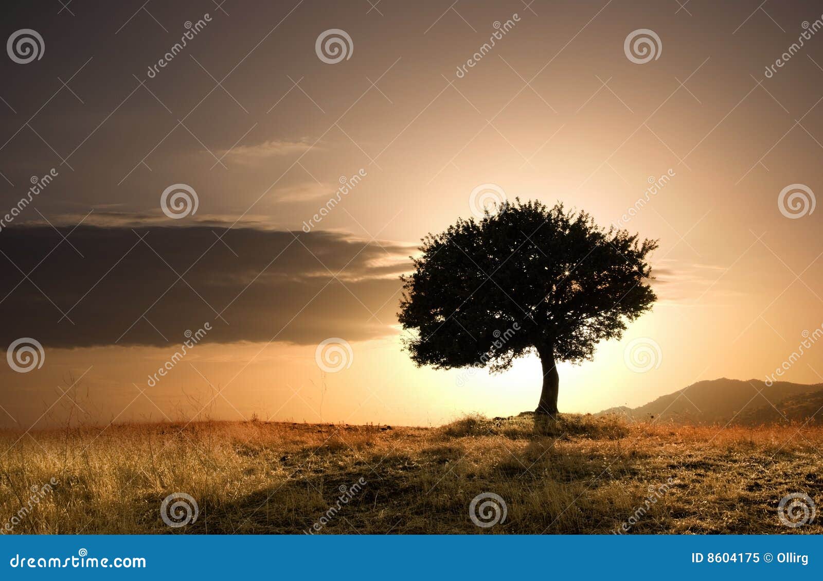 solitary oak tree