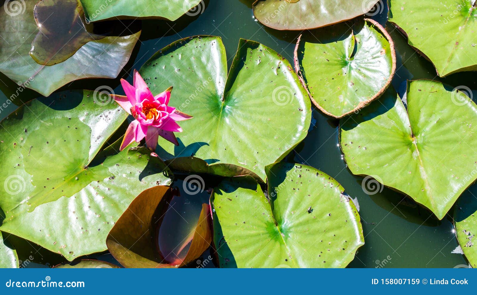 pink water lily with green lily pads