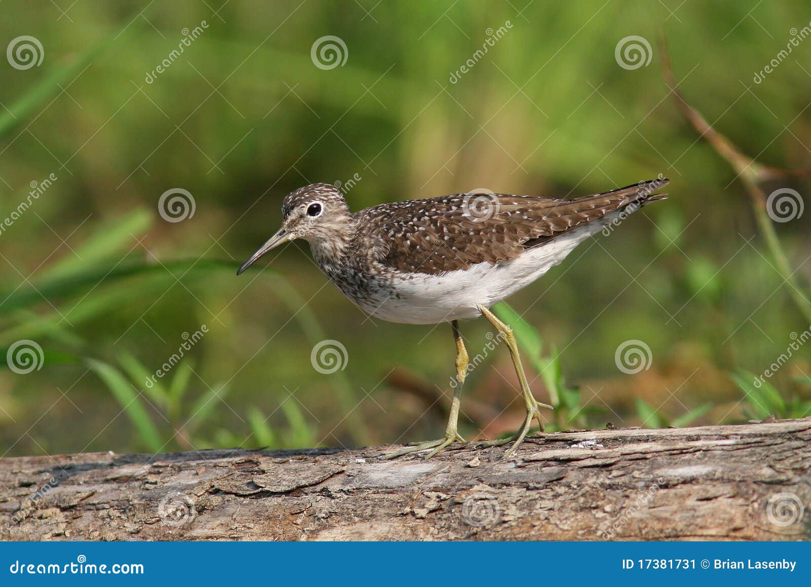 solitary sandpiper (tringa solitaria)