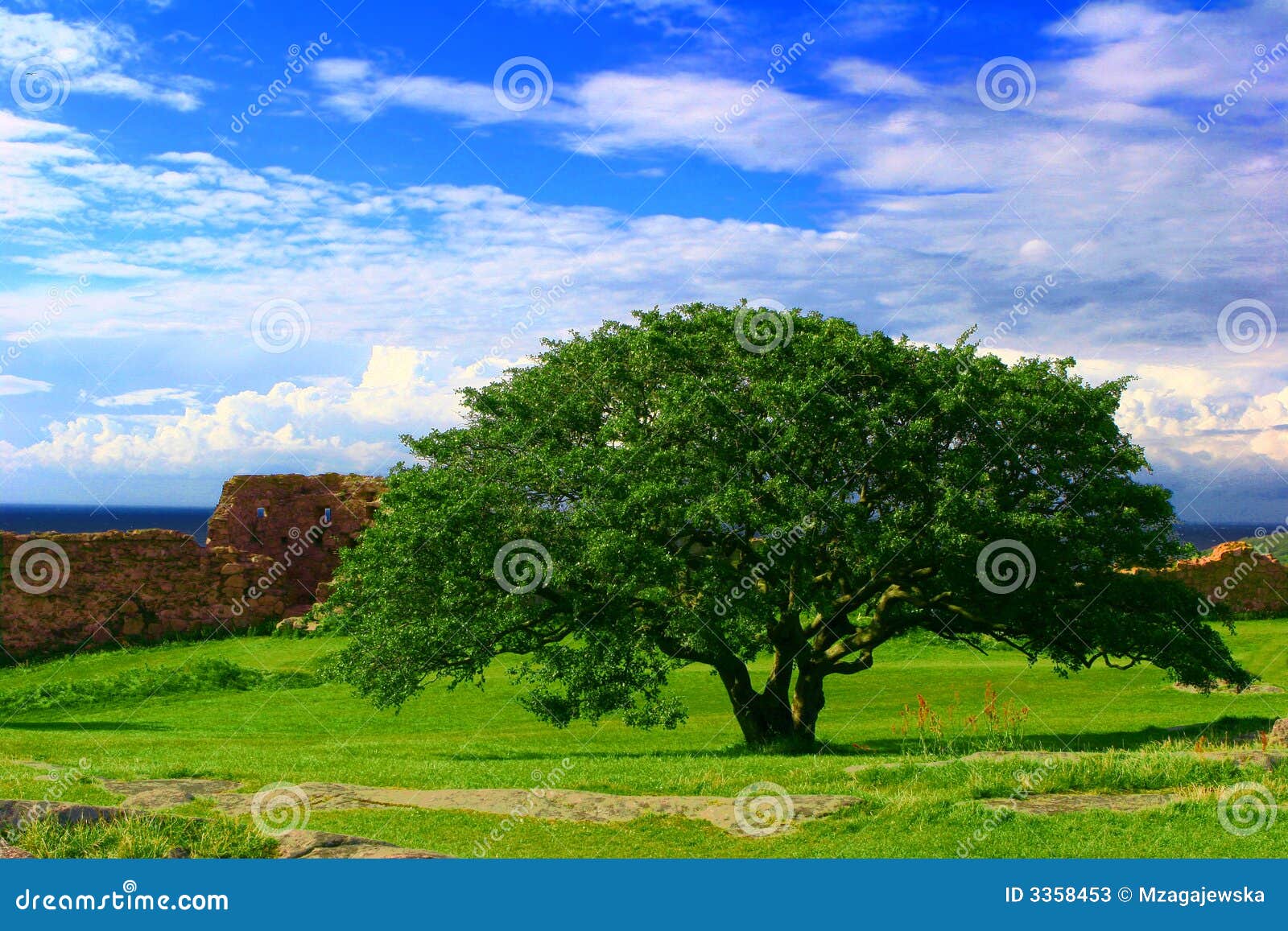 solitary tree