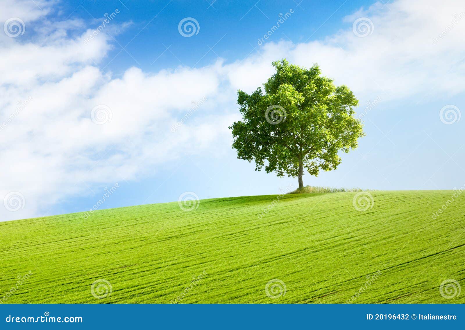 solitary tree in beautiful landscape