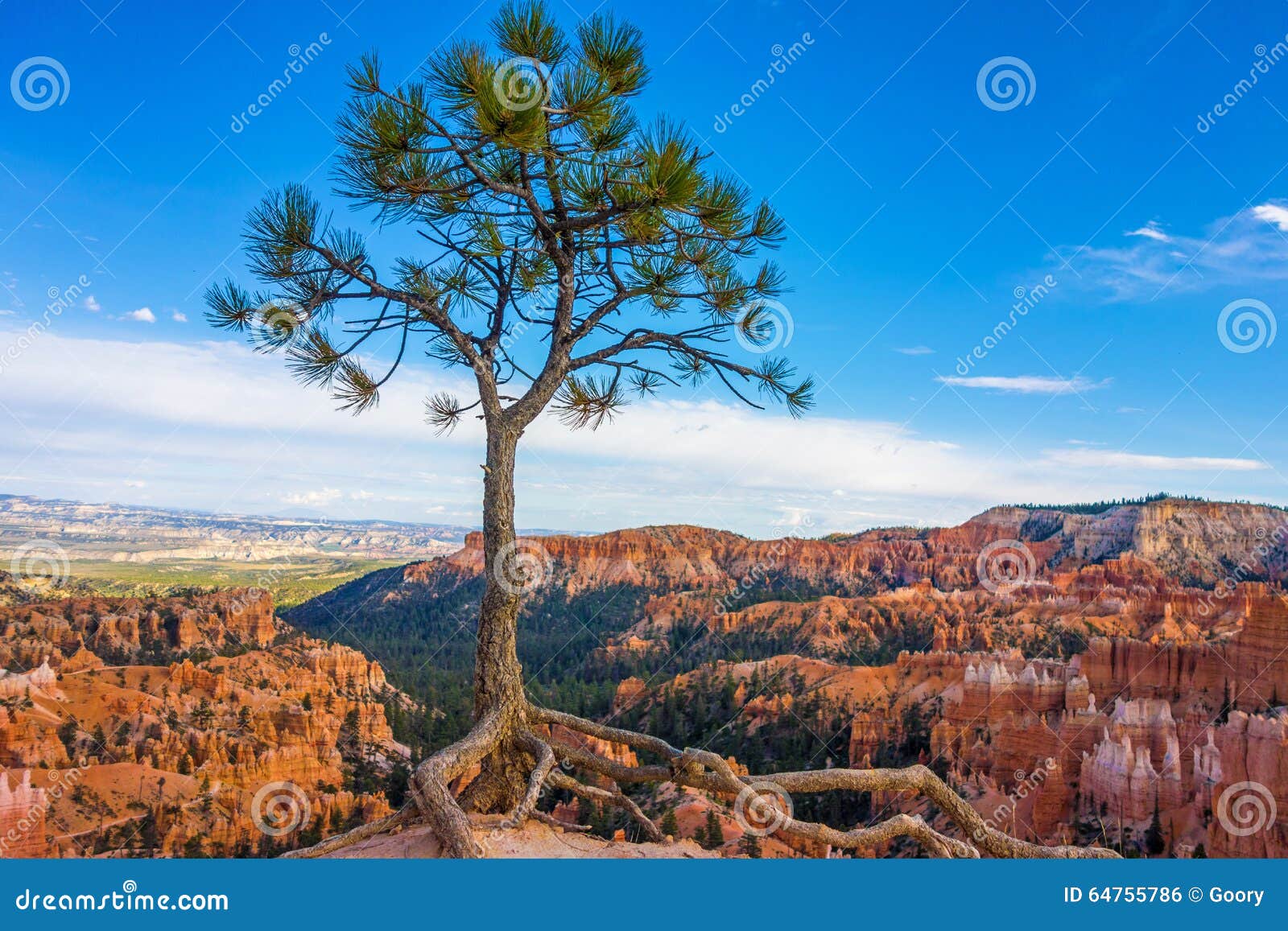 solitary tree in bryce canyon national park, utah