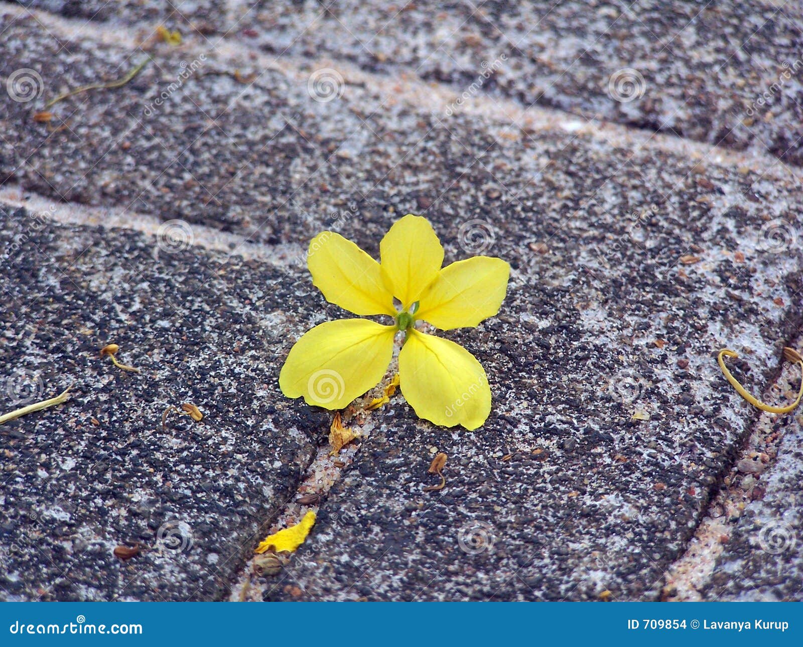 solitary yellow