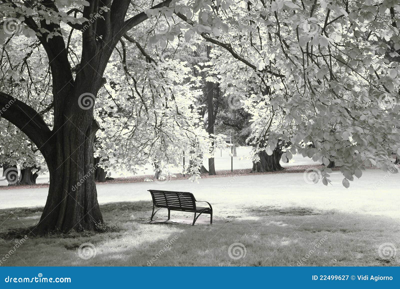 Solitude Stock Image Image Of White Chair Tree Alone 22499627