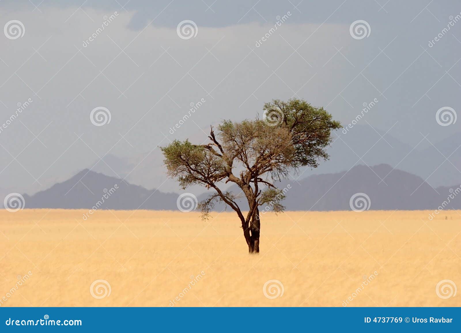 solitude desert tree