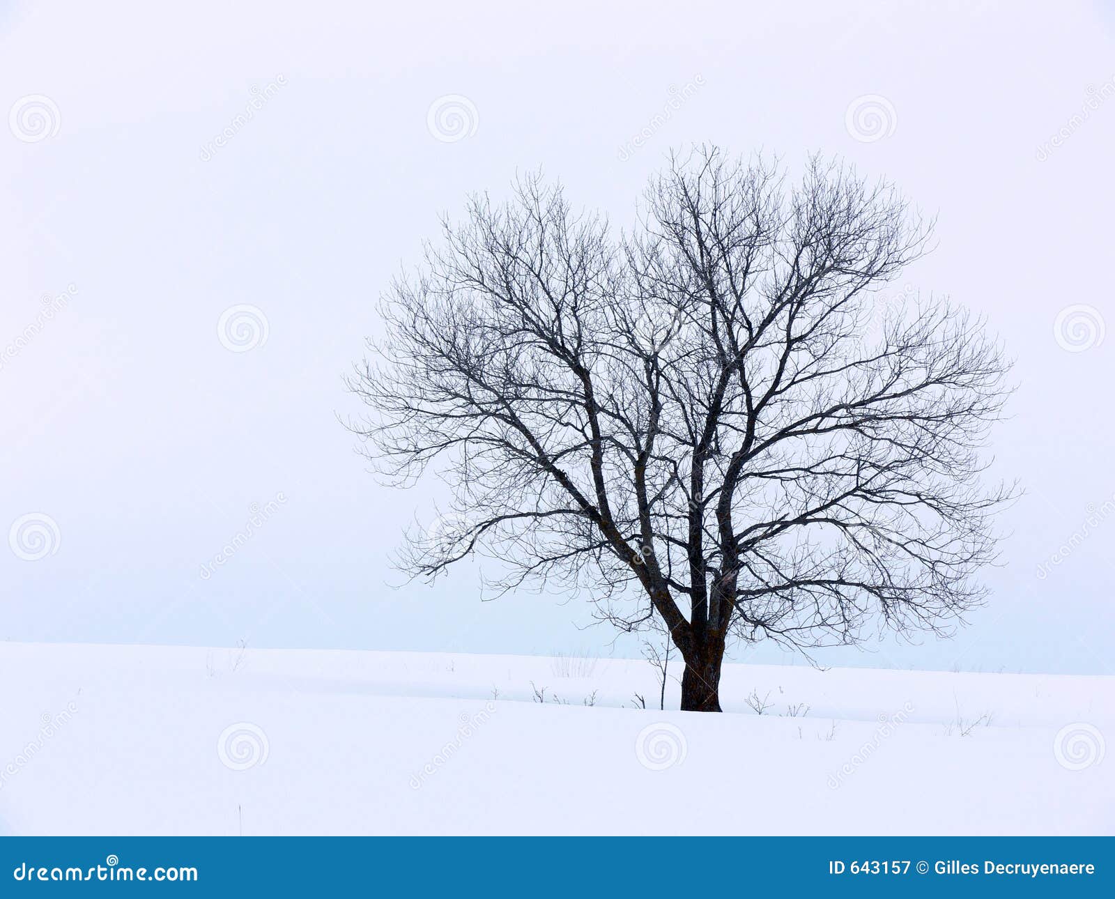 Solitutevinter. Mot snöig tree för molnig kullsky