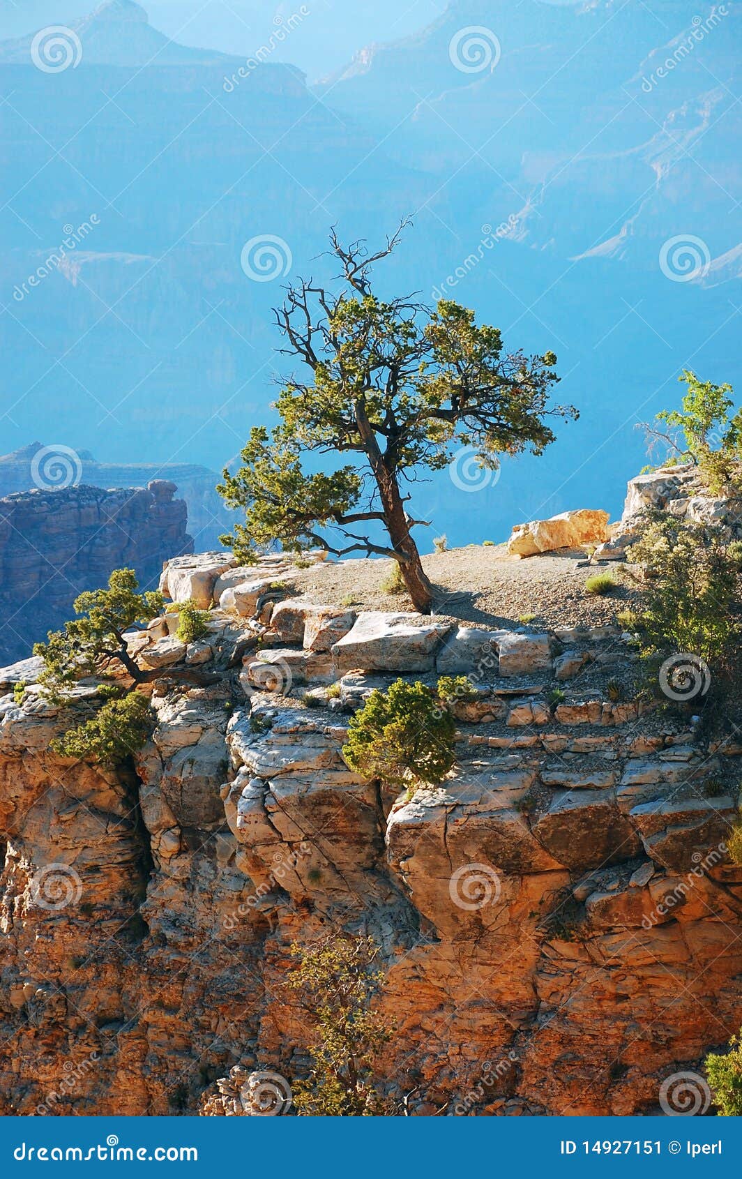 Solo árbol En La Barranca Magnífica Imagen de archivo - Imagen de valle,  arizona: 14927151