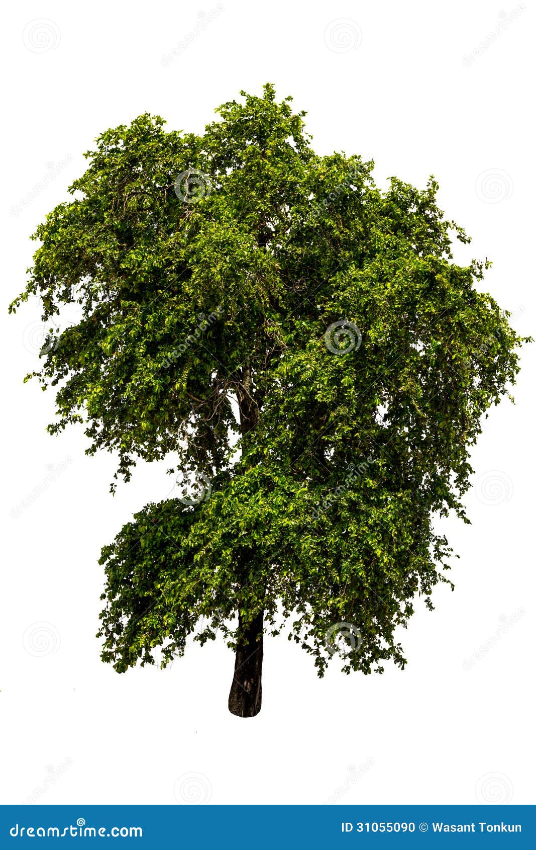 Solo árbol Del ébano Foto de archivo Imagen 31055090