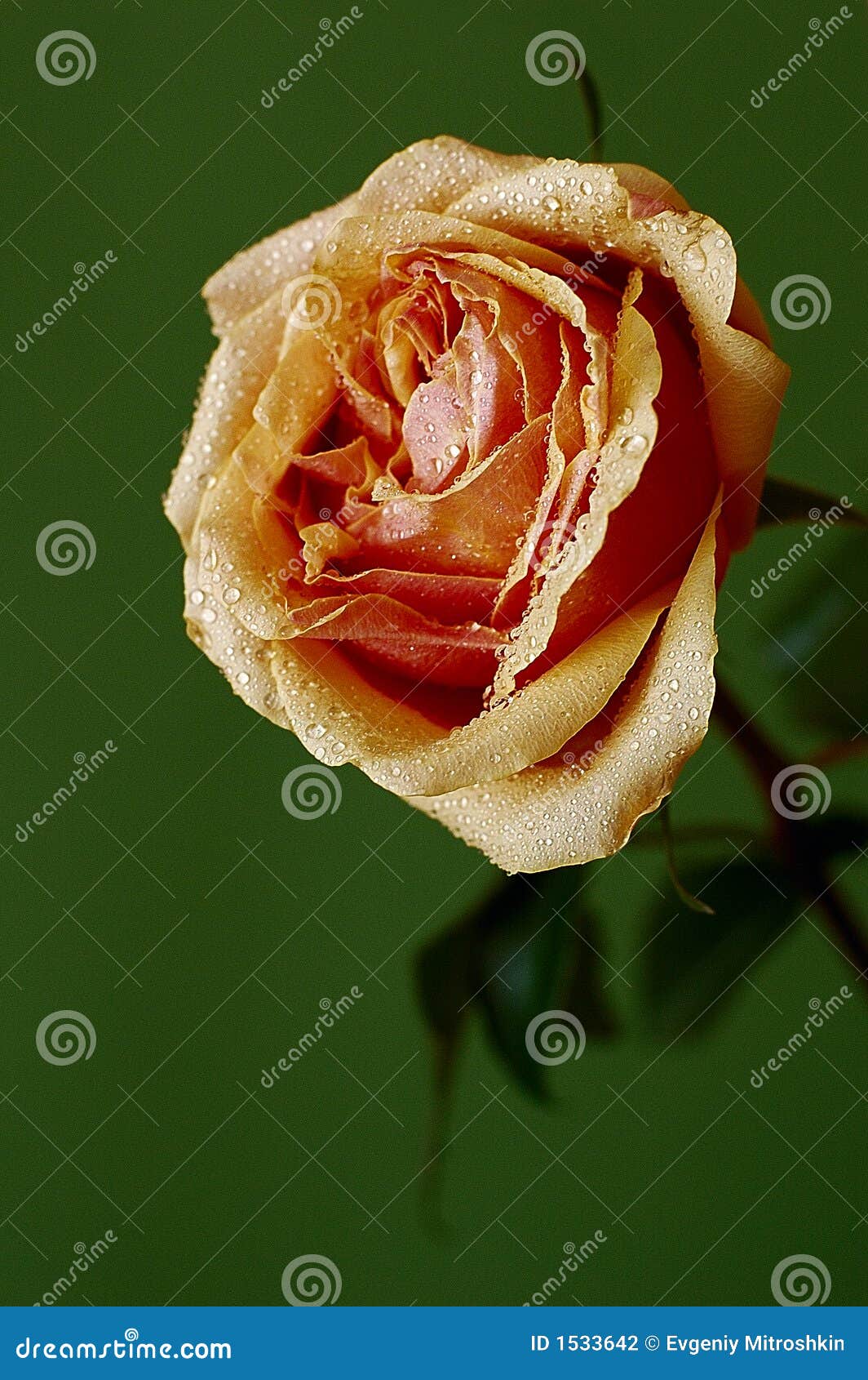 Rosas PNG Transparent Images Free Download | Vector Files | Pngtree, image size:1064x1690