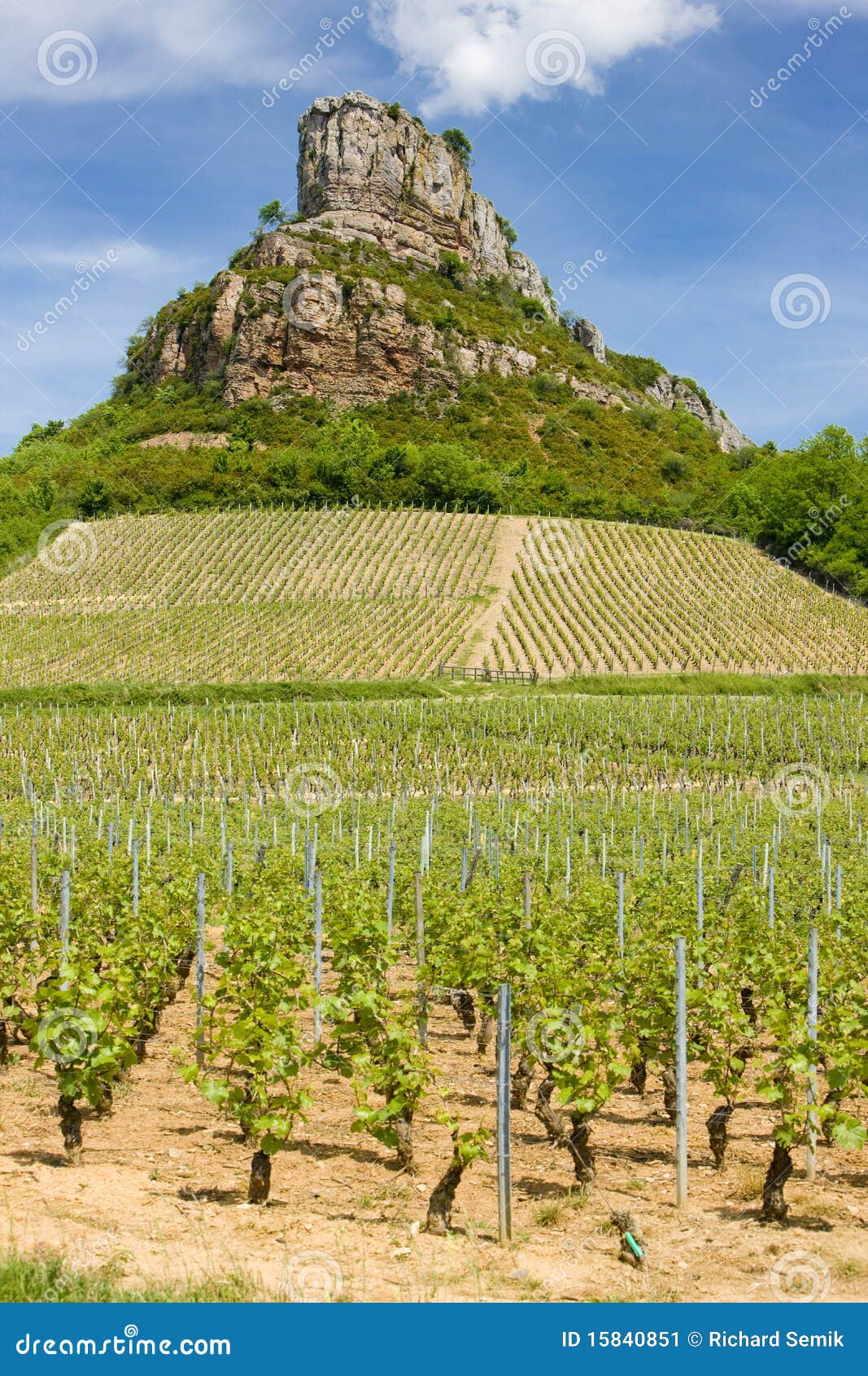 Solutre Rock with Vineyards Stock Image Image of grow, countryside