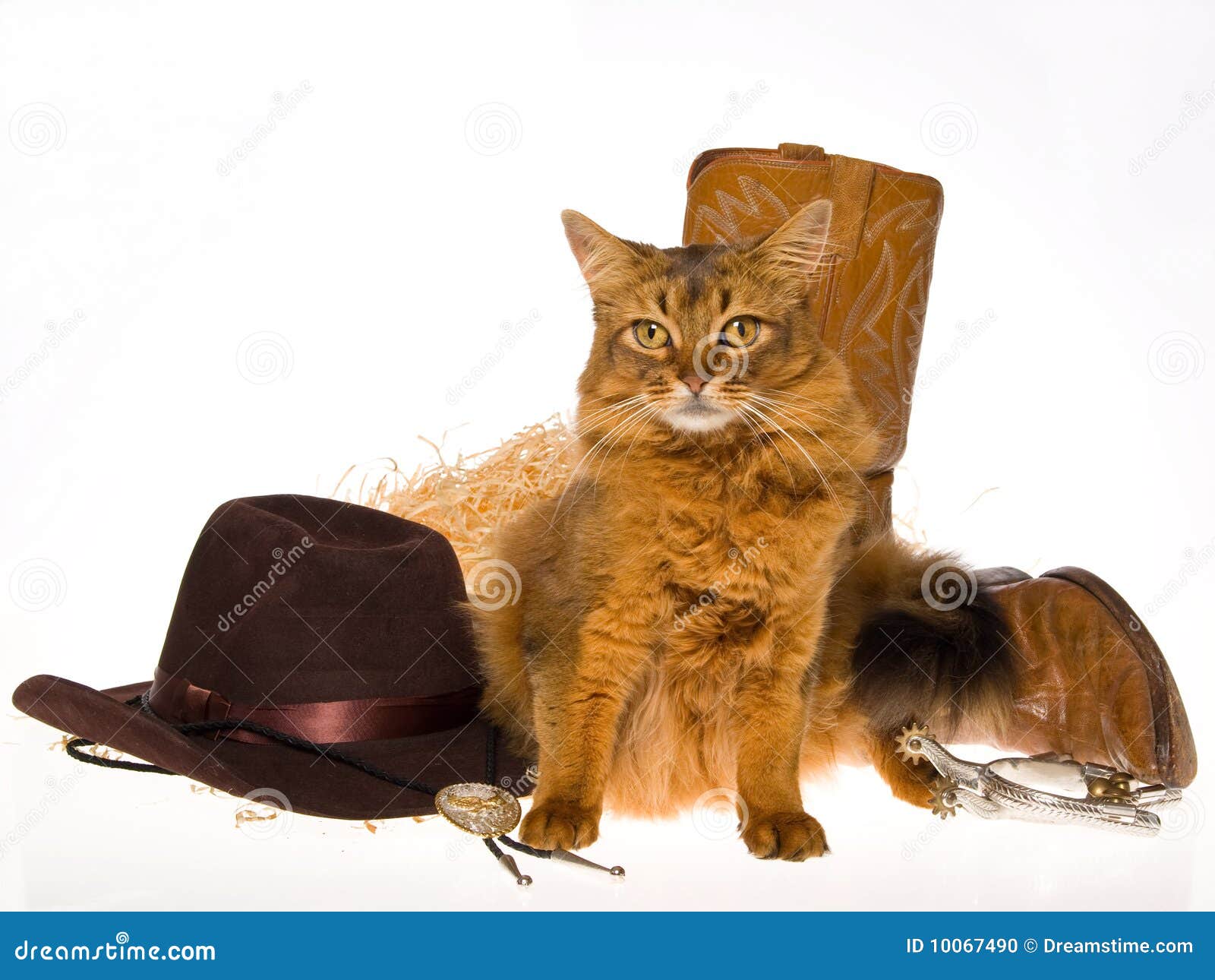 Somali Cat With Cowboy Hat And Boots Stock Photo Image of kitten