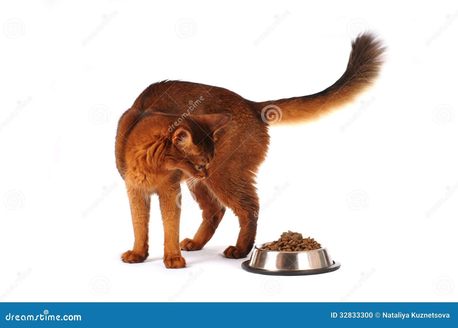 Somali Cat With Full Bowl Isolated On White Stock Photo ...