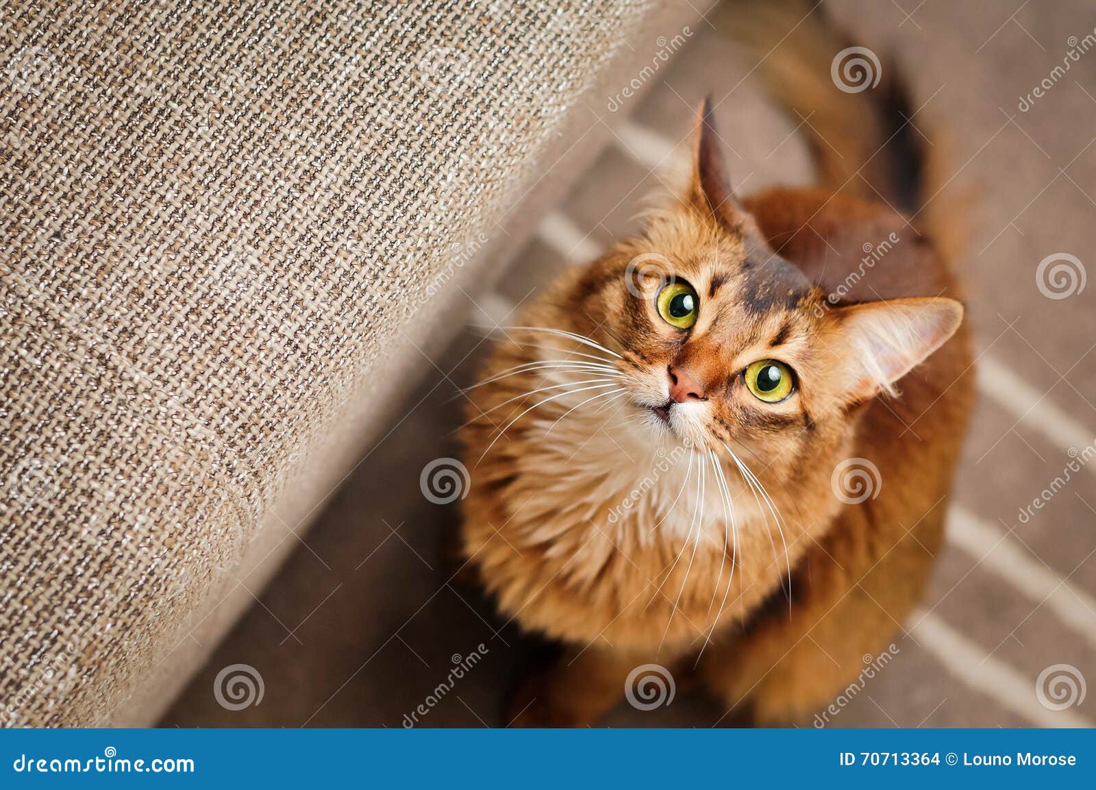 Somali Cat Looking Up stock photo. Image of copyspace 70713364