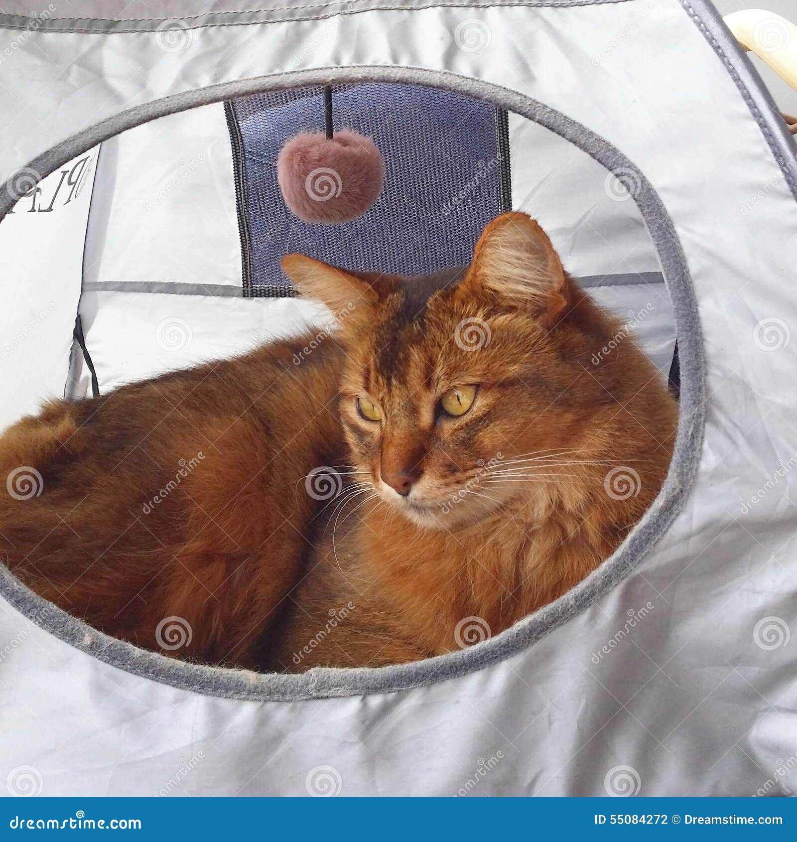 Somali cat stock photo. Image of ginger, beautiful, stunning 55084272