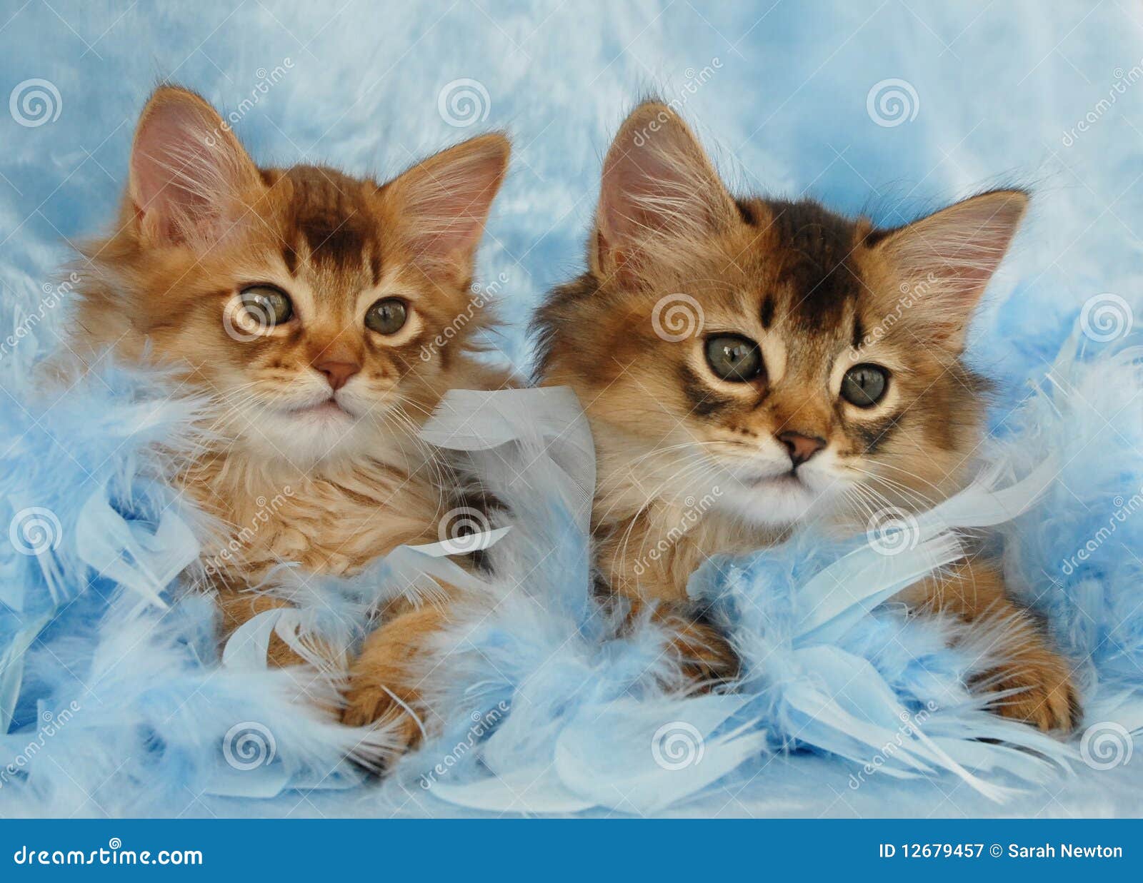Somali Kittens Relaxing In Blue Feathers Stock Image ...