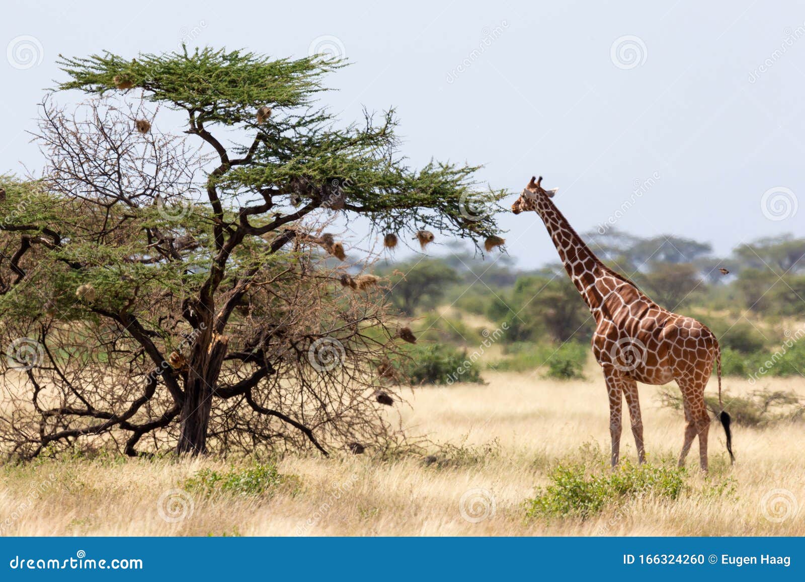 Somalia Giraffes Eat the Leaves of Acacia Trees Stock Photo Image of