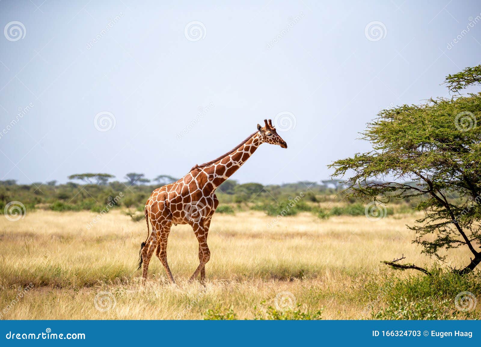 Somalia Giraffes Eat the Leaves of Acacia Trees Stock Image Image of