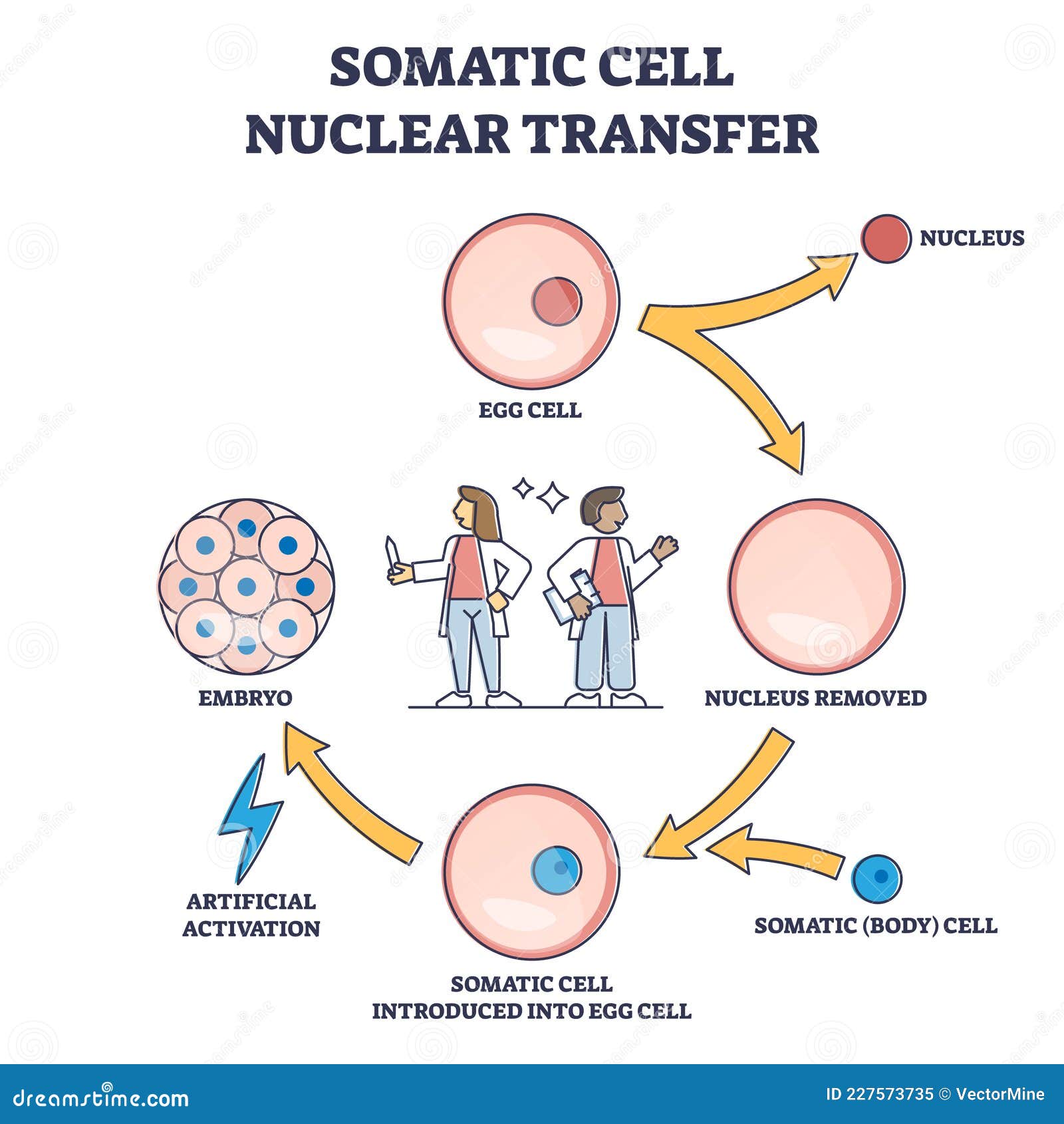 somatic cell diagram