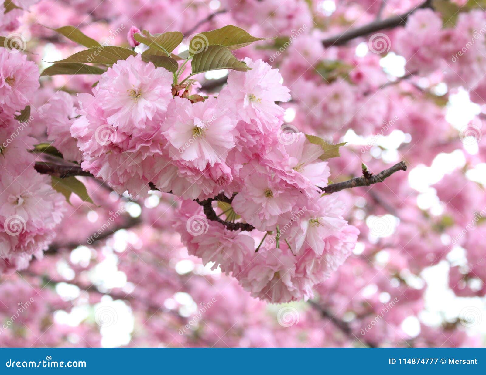Flowers of a cherrytree stock image. Image of happiness 114874777