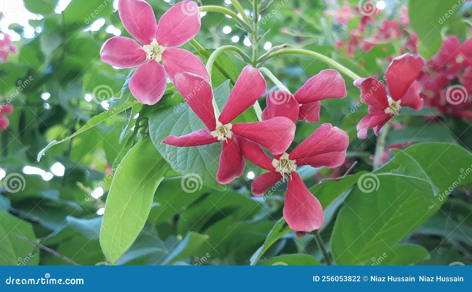 Some Beautiful Images of Flowers Stock Photo Image of garden, leaf