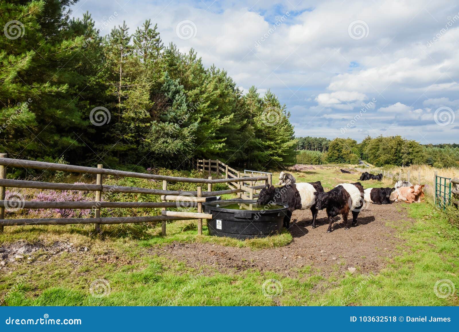 belted galloway cattle drinking, cannock chase